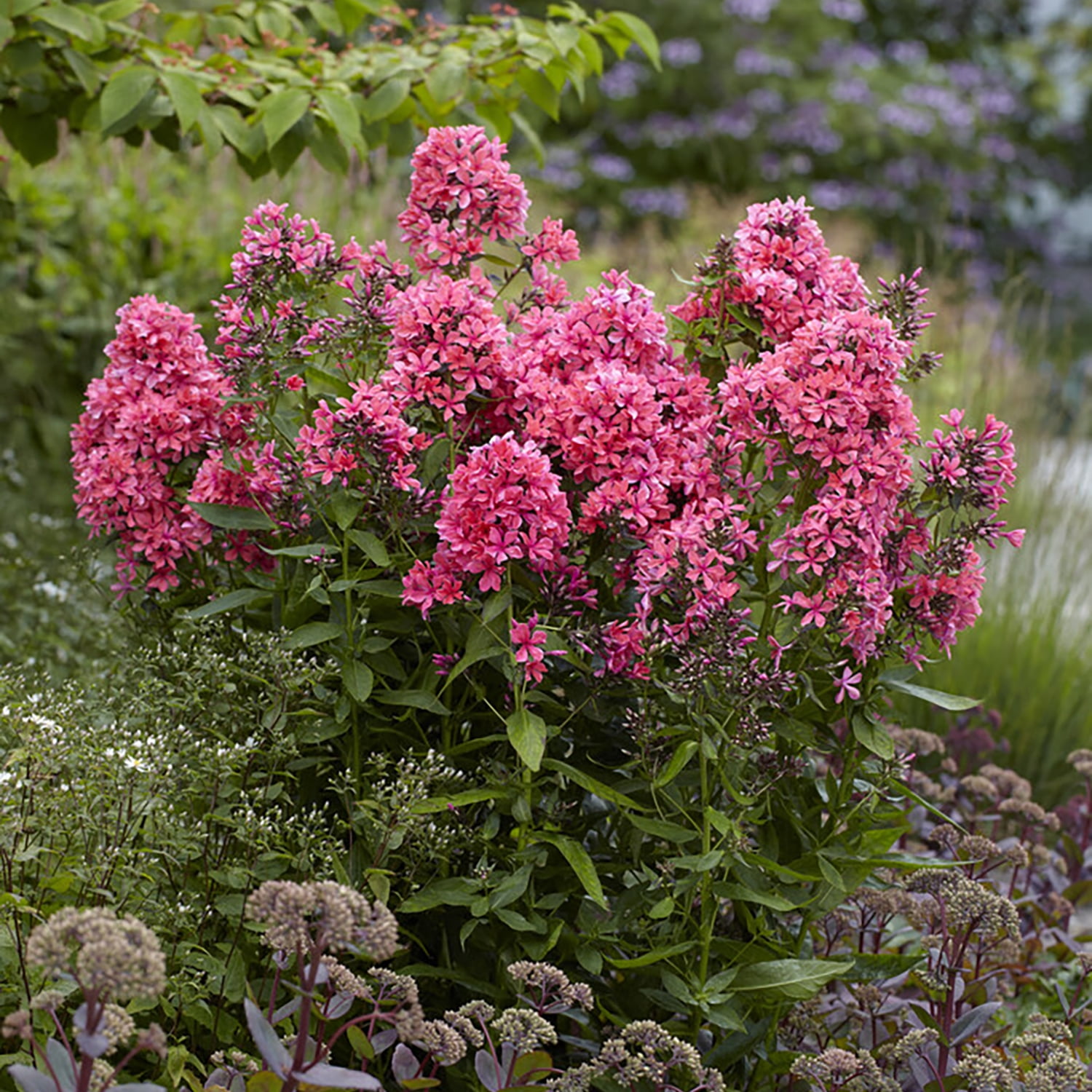 Van Zyverden Tall Phlox Paniculata Cleopatra Set of 9 Plant Roots Pink Partial Sun Fragrant 2 lb