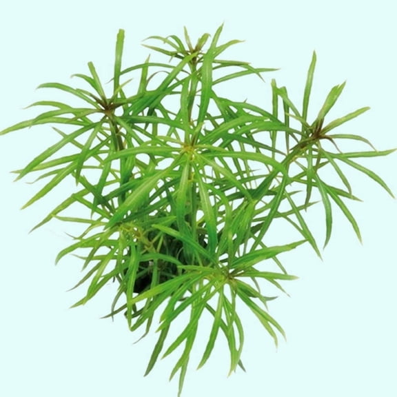 Pogostemon Stellatus Narrowleaf Size: Bunch 3-5 Stems Live Aquarium Plants BUY 2 GET 1 FREE