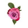 Fresh-Cut Single Rose Mother's Day Flower, 1 Stem, Colors Vary