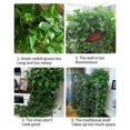 thumbnail image 4 of 100x Plant Clips Plant Clips Plant Rings Plant Holder Plant Binders, 4 of 5