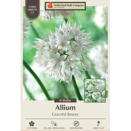 Graceful Beauty Allium - Persian Onion - 8 Bulbs - 6/  cm Bulbs