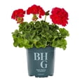 thumbnail image 2 of Better Homes & Gardens 2QT Red Geranium Live Annual Plant Sun 3-Pack, 2 of 7