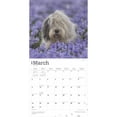 thumbnail image 3 of Old English Sheepdogs | 2025 12x24" (Hanging) Square Wall Calendar | BrownTrout, 3 of 9