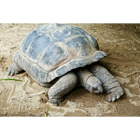 LAMINATED POSTER Large Shell Grass Giant Tortoise Endangered Poster Print 11 x
