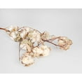 thumbnail image 1 of 1 Bunch - Grade B 24-30 Inch Dried Cotton Stalks for Season Arrangement and Event Decor, 1 of 1