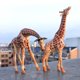thumbnail image 4 of Gwong Juguete Miniatura Giraffe Funny Good Hand Feel Educational Wild Animal Mini Giraffe Modelo para niños Gwong 30010540, 4 of 6