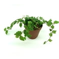 thumbnail image 3 of String of Frogs Houseplants Ficus Pumila Quercifolia, 2.5" Pot, 3 of 5