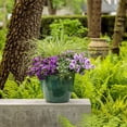 thumbnail image 4 of Proven Winners 4" Superbells Double Blue Calibrachoa Live Plant in 4.25" Pot (4 Count), 4 of 6