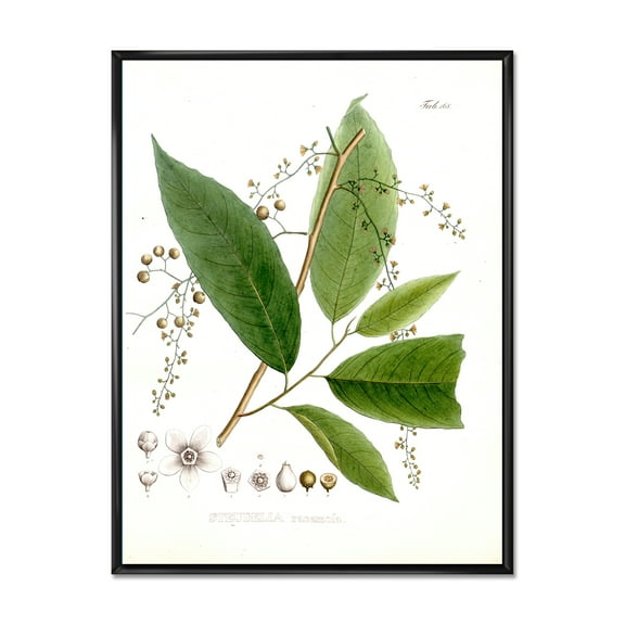 Designart 'Ancient Brazilian Plant I' Traditional Framed Canvas Wall Art Print
