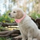 thumbnail image 2 of Funda protectora para collar localizador antipérdida, compatible con Air Tag, 2 of 8
