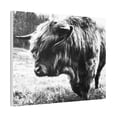 thumbnail image 3 of HIghland Bull Canvas Stretched, 0.75", 3 of 4