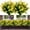 Yellow, variant on MAMOWEAR 6PCS Outdoor Artificial Flowers UV Resistant No Fade Fake Boxwood Plastic Plants Greenery Shrubs for Garden Porch Window Box Home Wedding Décor