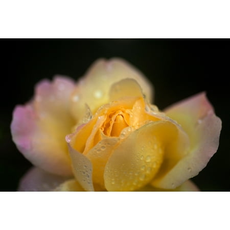 Hybrid Tea Collection - Hybrid Tea Rose in The Irish National War Memorial Gardens Islandbridge Dublin City Ireland Canvas Art - Panoramic Images (36 x 12)