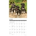 thumbnail image 3 of Just Miniature Schnauzers 2024 12 X 12 Wall Calendar (Calendar), 3 of 4