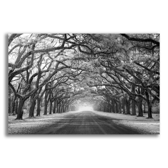 Epic Art 'Wormsloe Inf Light' by Mike Jones, Acrylic Glass Wall Art, 16"x12"