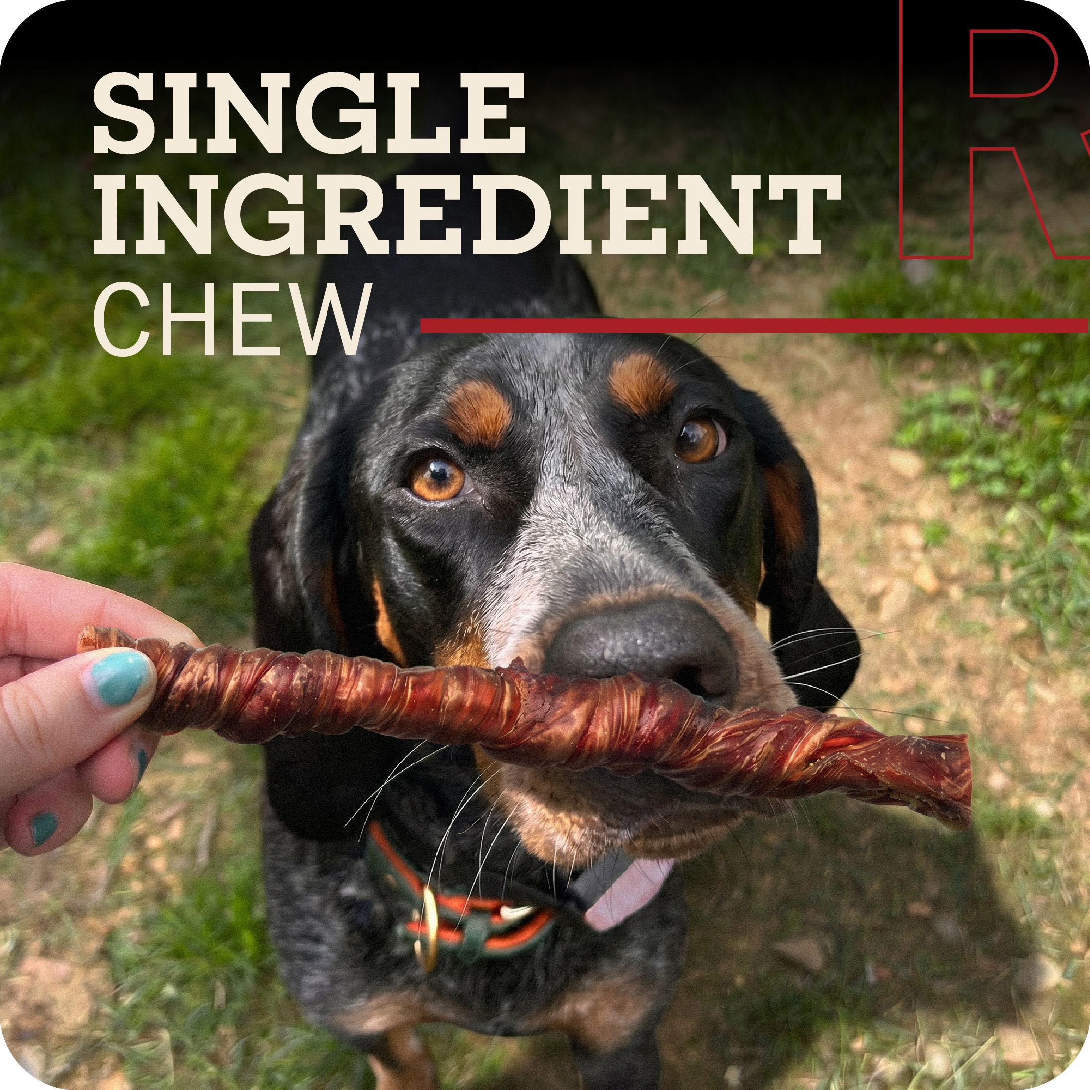 Redbarn Bully Twists Dog Chews, 5-Count photo 2
