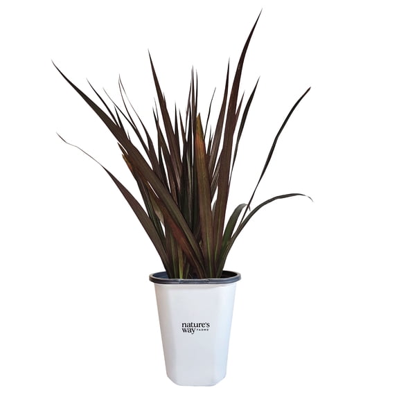 Nature's Way Farms Dracaena Marginata 'Magenta' Live Accent Plant (7-11in Tall) in Grower Pot
