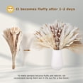 thumbnail image 3 of 109 Pcs Pampas Grass Decor Boho Home Decor Dried Flowers, Beautiful Natural Dried Pampas Grass Bouquet for Office Decor, Wedding Decor, Farmhouse Decor, Festival Decor, 3 of 7