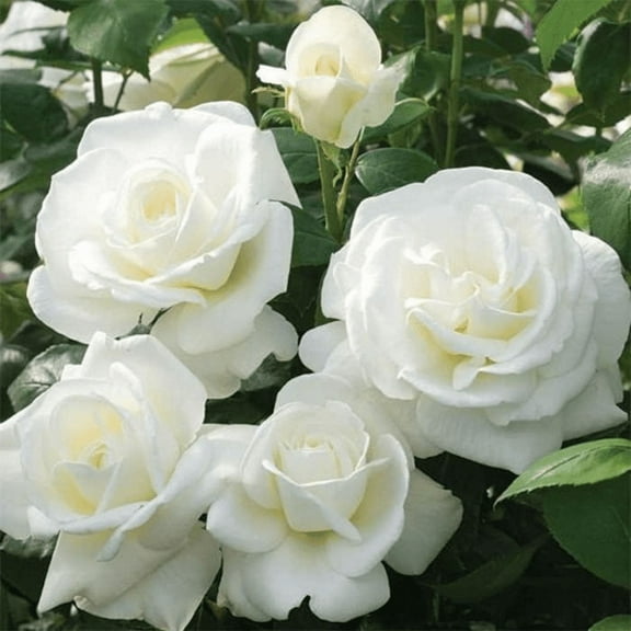White Mini Rose Plant Live, Miniature Rose Bush Live Plant, Potted 3", Ornamental Rose Flowers