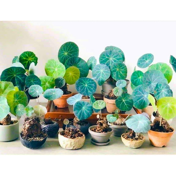 Stephania Plant Caudex, Stephania Erecta Bulb, Stephania Live Plant, Rare Succulent Plant, No Leaf, 2.5-3" Bulb Only