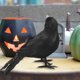 thumbnail image 2 of 1/3/6 Pluma Animal Modelo Simulación Cuervo Negro Pájaro Negro Cuervo Prop Adornos, 2 of 5