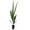 1 Plant, variant on High Plateau Coconut Palm - Live Plant in a 4 Inch Pot - Beccariophoenix Alfredii - Extremely Rare Ornamental Cold Hardy Coconut Palm