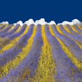 thumbnail image 2 of Van De, Lars 12x12 Black Ornate Wood Framed with Double Matting Museum Art Print Titled - Lavender Heaven, 2 of 4