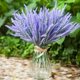 thumbnail image 2 of 10 racimos de flores de imitación, lavanda, morado, flocado, plantas decorativas en macetas, jardín, boda, patio, decoración de oficina (14 pulgadas por manojo) JM JM, 2 of 4