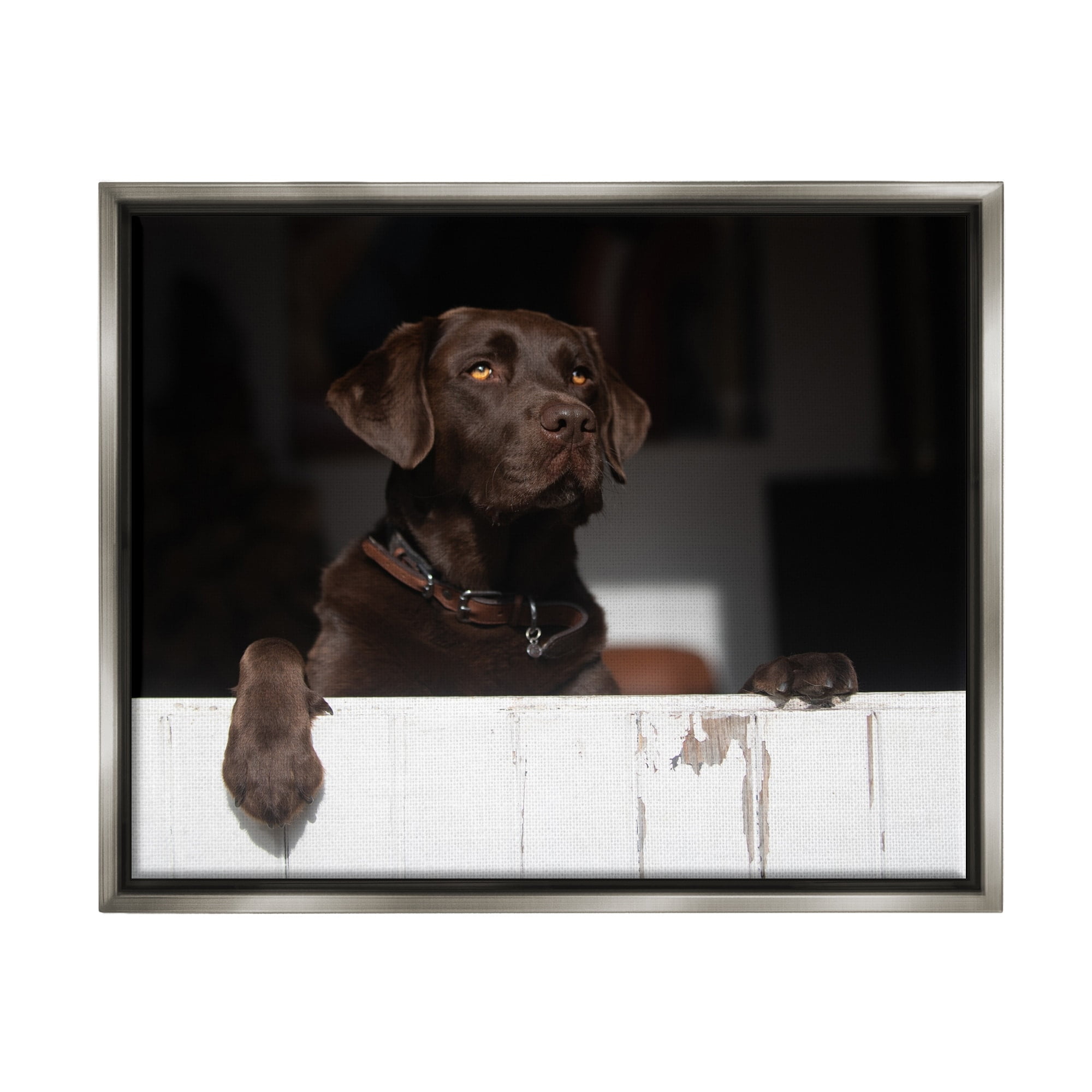 Stupell Industries Labrador Dog Overlooking Farm Leaning Barn Door Photograph Luster Gray Floating Framed Canvas Print Wall Art, Design by James Dobson