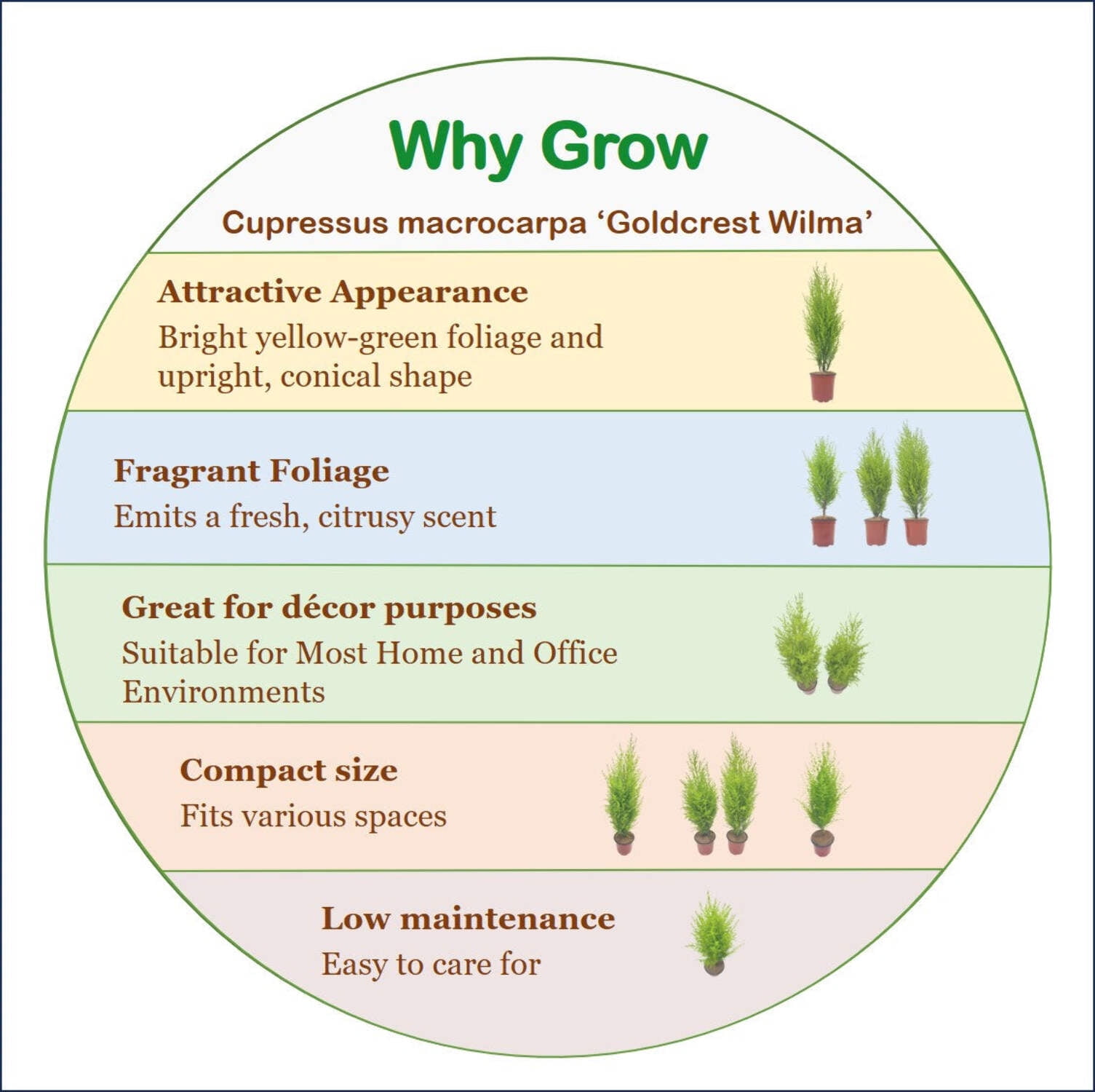 11-PK Live Dwarf Lemon Cypress, Cupressus macrocarpa ‘Goldcrest Wilma,’ Live Indoor Tree, Houseplant, Garden Plant, Fragrant Plant, 4.5-in Pot(s)