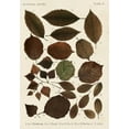 thumbnail image 2 of Vision Studio 14x18 Black Ornate Wood Framed with Double Matting Museum Art Print Titled - Autumnal Leaves VI, 2 of 4