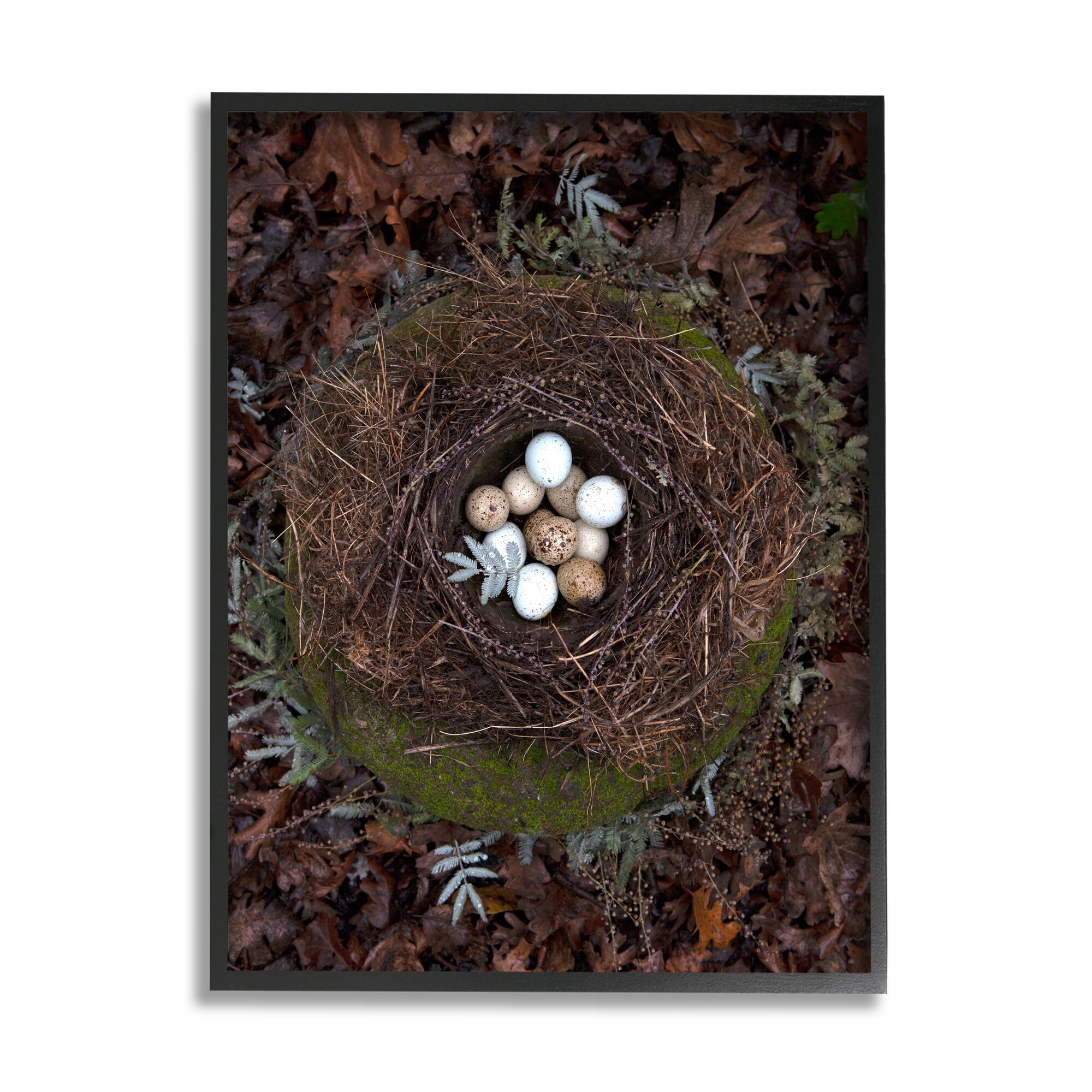 Stupell Industries Bird Nest Wildlife Forest Nature Speckled Eggs Photograph White Framed Art Print Wall Art, Design by Tania Soderman