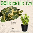 thumbnail image 2 of Ivy Plant Live Fast-growing, Potted 3-5" in Tall, Climbing Indoor Outdoor Houseplant, Easy Care Trailing Vine, Fast Growing Small Starter Plant for Home Office Décor (Golden Variegated English Ivy), 2 of 6