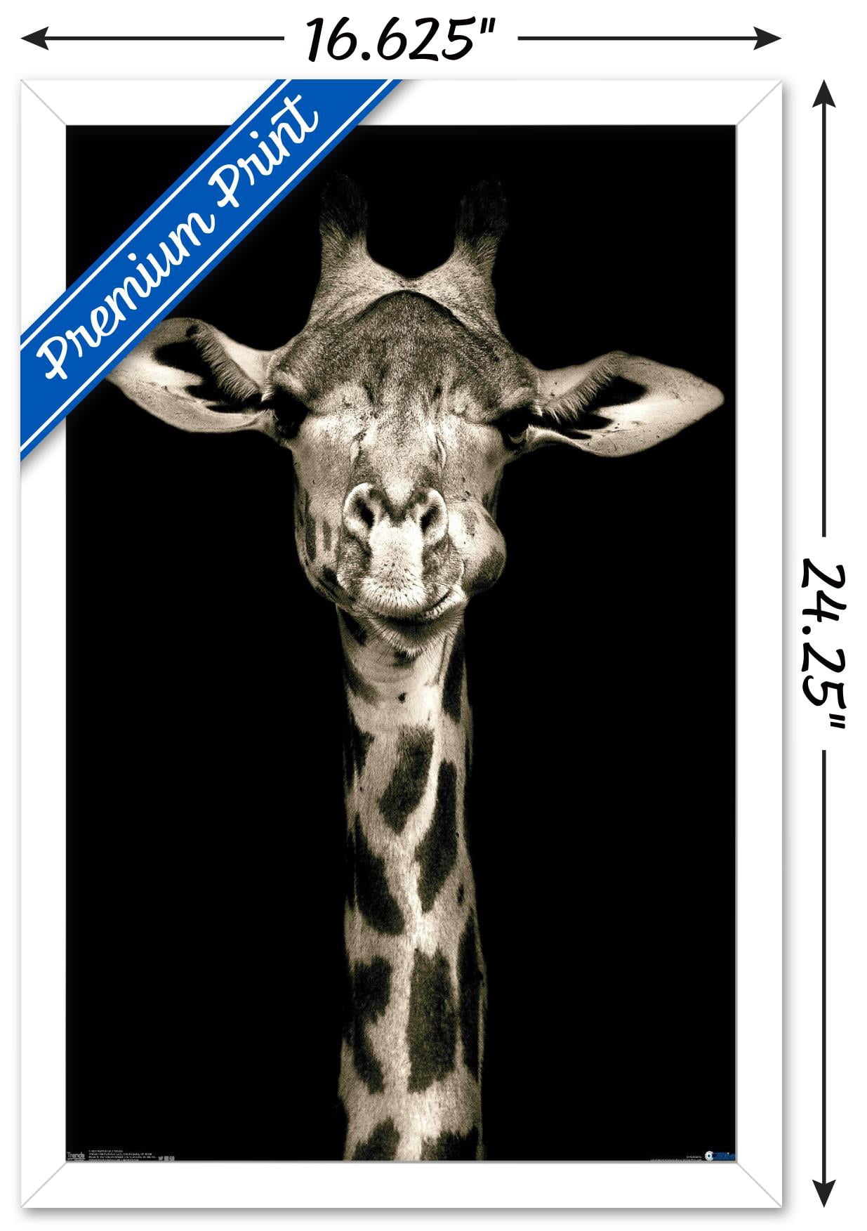Portrait of a Giraffe Wall Poster, 14.725" x 22.375", Framed