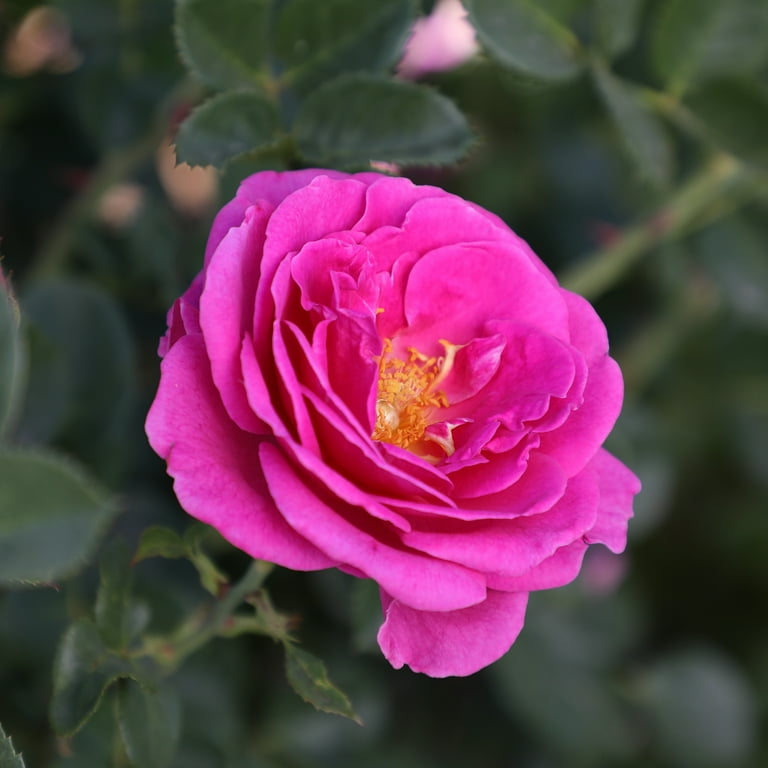 True Bloom by Altman Plants 'True Gratitude' PP28929 Pink True Bloom by Altman Plants 'True Gratitude' PP28929 Pink