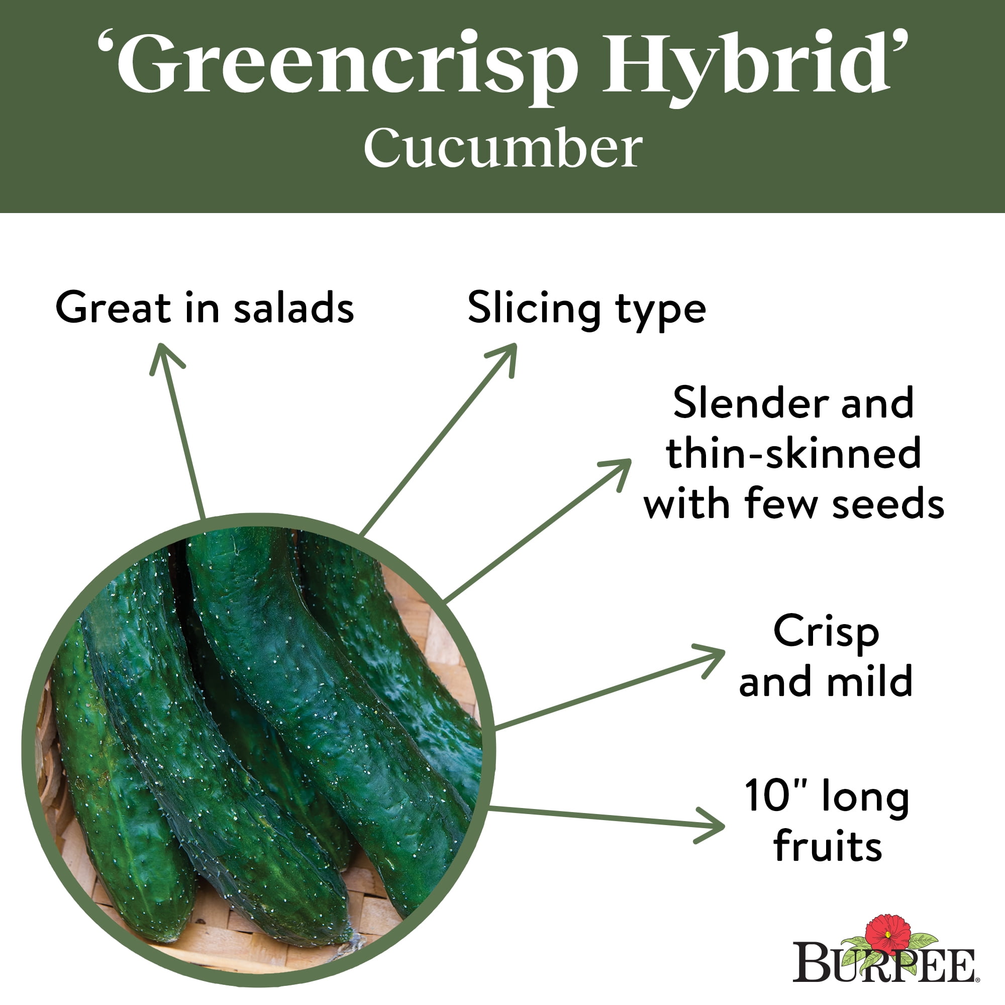 Buy Burpee Greencrisp Hybrid Cucumber Vegetable Seed, 1Pack Online at