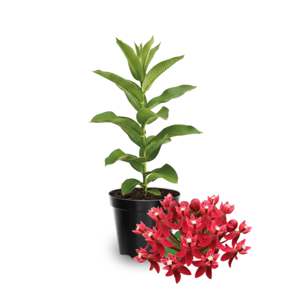 Set 2 Red Milkweed Plant, Milkweed Tree Live for Outdoor Grow, 4-6 inches Tall