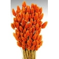 thumbnail image 5 of Dried Phalaris Grass - Canary Grass Large 4-6 oz bunch 16-18in. long -- Single Bunch - Berry, 5 of 5