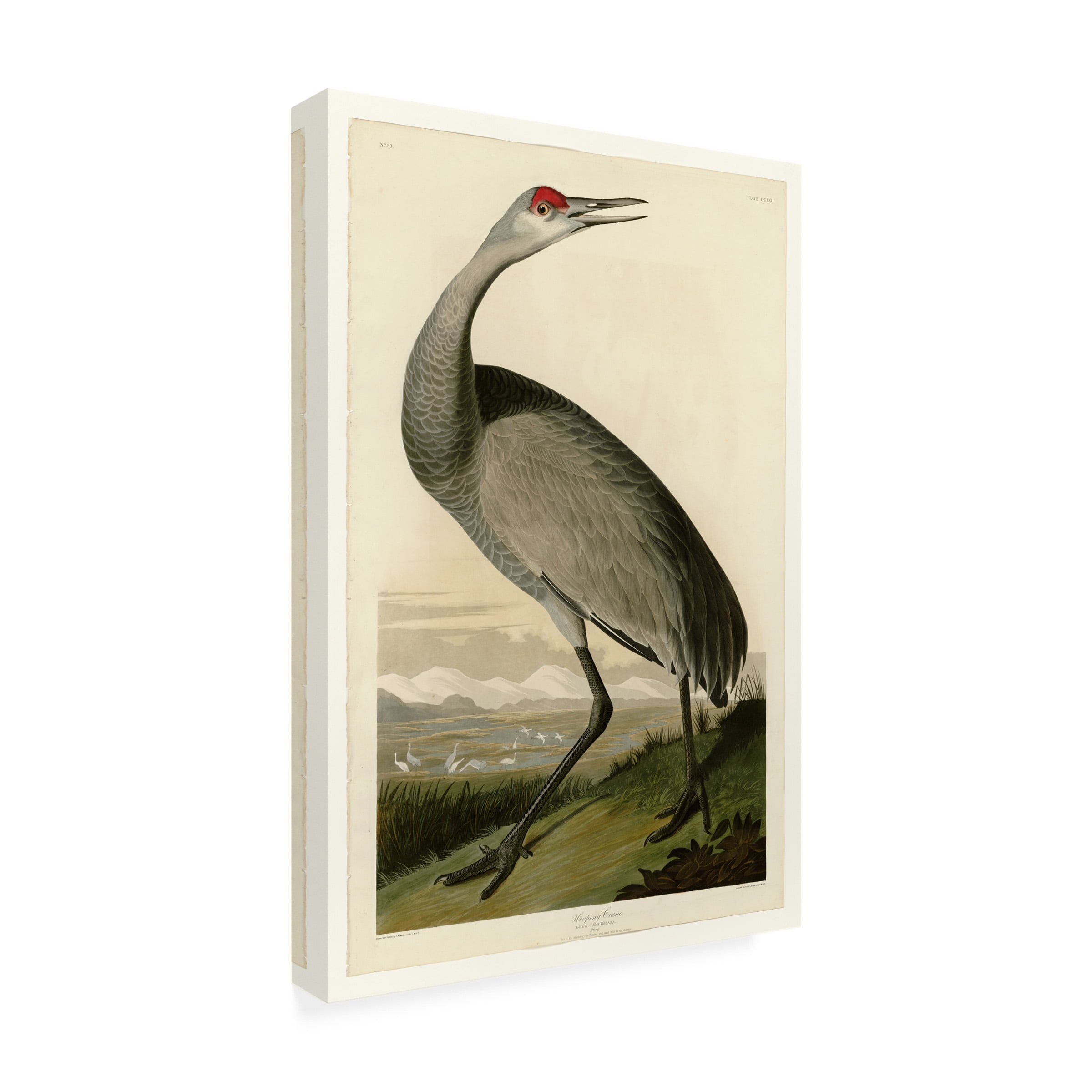Audubon 'Whooping Craneplate 261' Canvas Art