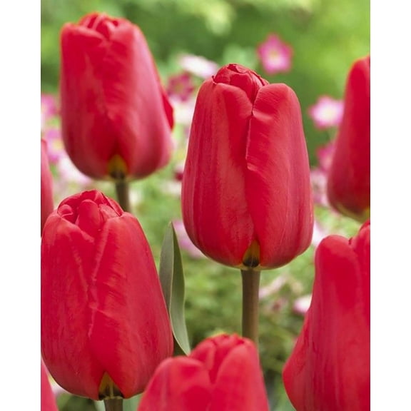 Apeldoorn Darwin Tulip - 12/  cm -  5 Bulbs - Bold Red Blooms