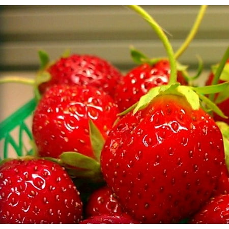 Mara Des Bois French Everbearing Strawberry 25 Plants - BEST FLAVOR! - Bare (Best Garden Plants For Virginia)