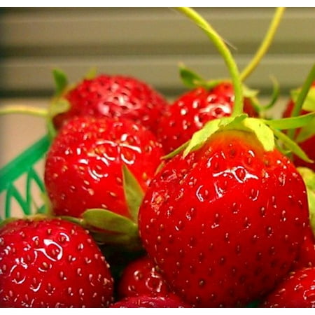 Mara Des Bois French Everbearing Strawberry 10 Plants - BEST FLAVOR! - Bare (Best Seeds To Plant)