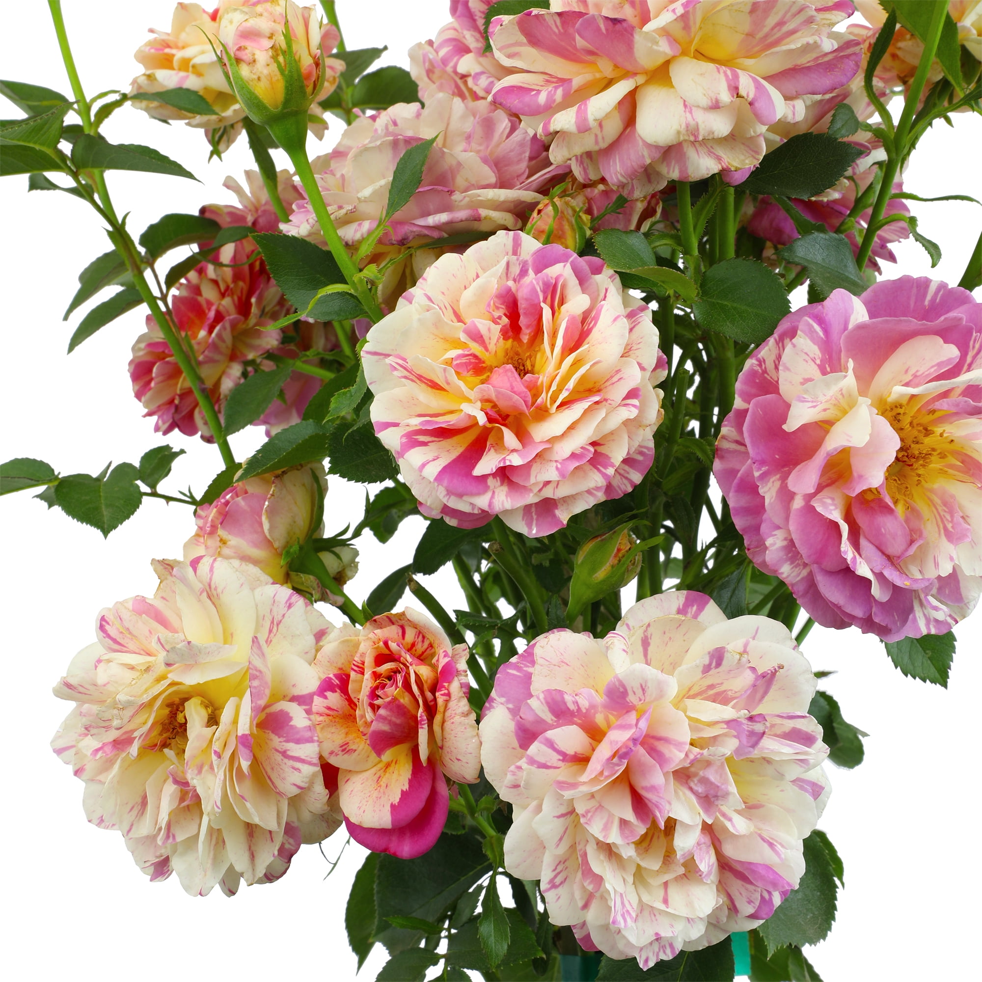 True Bloom 'True Delight' PP28929 Pink & Yellow Rose Bush, 8Qt. Pot, Live Garden Roses, Full Sun