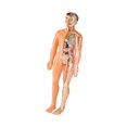 thumbnail image 4 of Human Body Kits para niños Anatomía 3D Figura órganos extraíbles Educación temprana Toy de esqueleto de bricolaje para niños preescolar para niños Translúcido, 4 of 8