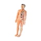 thumbnail image 4 of Modelo de cuerpo humano para niños Figura de anatomía 3D para niños Ayuda para la enseñanza de niños para niños Translúcido, 4 of 9