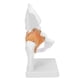 thumbnail image 5 of Modelo de articulación de cadera, anatomía Modelo de cadera Modelo de hueso de cadera Modelo de hueso coxal Modelo de hueso humano real para estudiantes ortopédicos para la ense?anza de Unbranded 1411210138811, 5 of 7