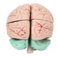 thumbnail image 5 of Modelo De Cerebro ANGGREK Modelo De Anatomía Cerebral Profesional Extraíble, 5 of 8