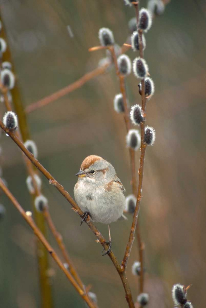 American Tree Sparrow in Pussy Willow during snowfall spring Alaska