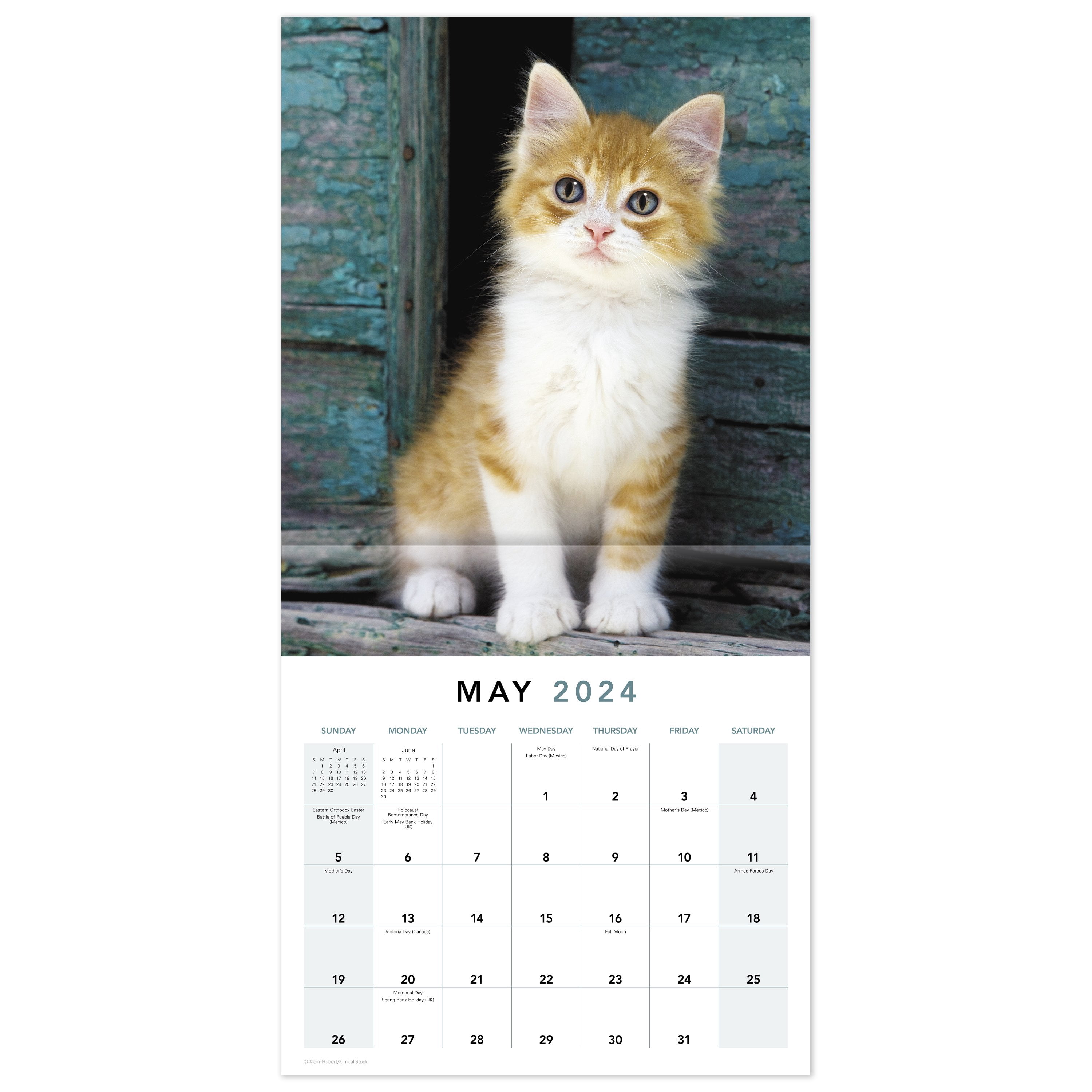 Mead Kittens Wall Calendar