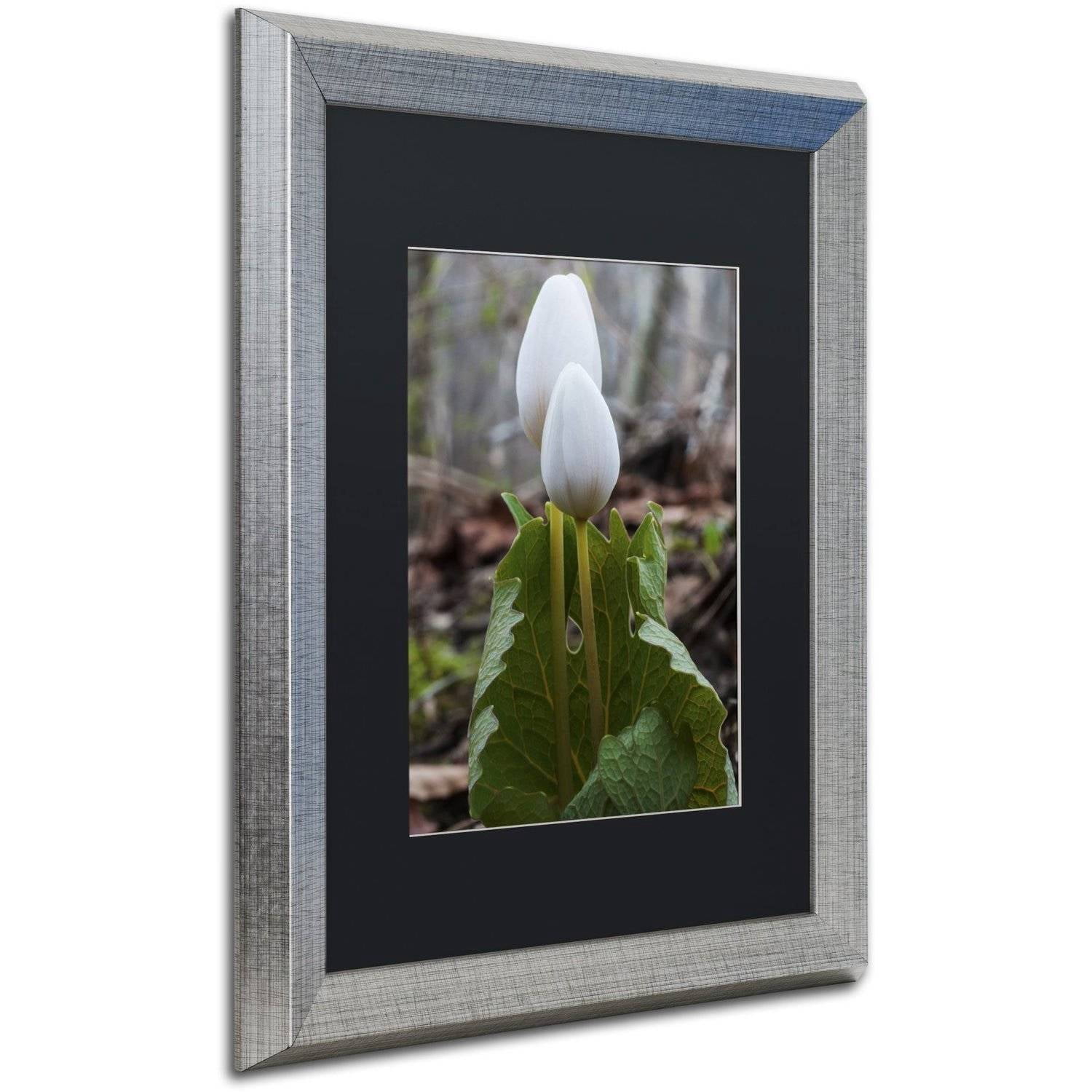 Trademark Fine Art "Bloodroot Wildflower" Canvas Art by Kurt Shaffer, Black Matte, Silver Frame